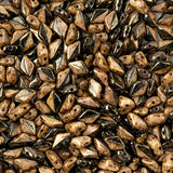 Matubo Czech Gemduo Beads Black/White Senegal Brown Violet 13g