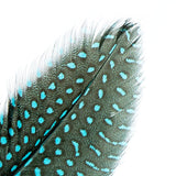Guinea Fowl Quills 6-9" Turquoise 10/pk