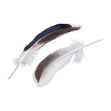 Plumes de Canard Naturel 50/pk