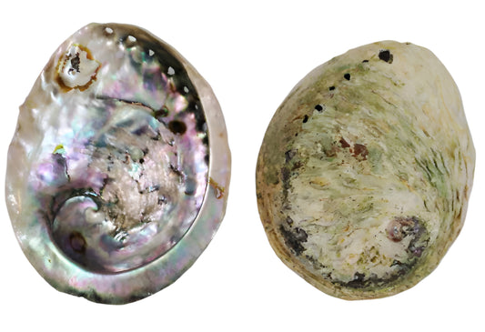 Abalone Shell (Midae) 4+In