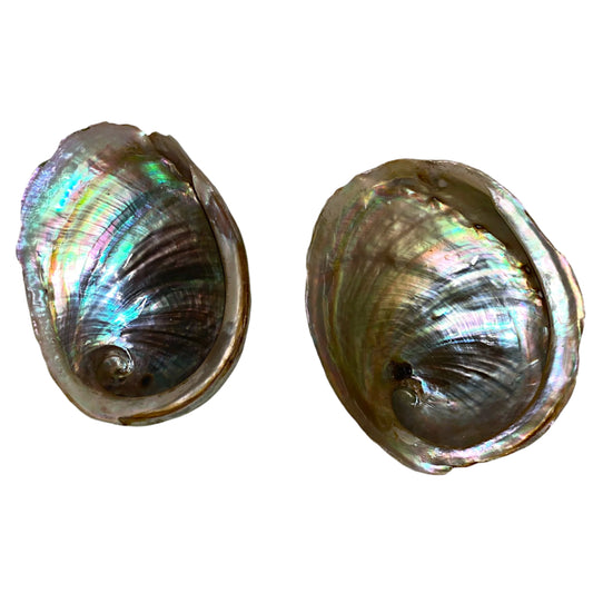 Abalone Shell (Opal) 4+In