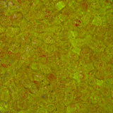 11/0 Toho Rocailles #2720 Rose / Jaune Vert 8-9g Flacon