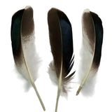 Plumes de Canard Naturel 50/pk