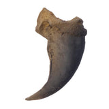 1 Inch Wolf Claw Replica 1/pk