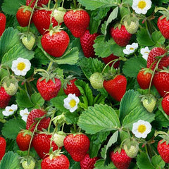 #507 Strawberries Green 100% Cotton - Price Per Half Yard