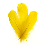 Plumes d'Oie Jaune 6g