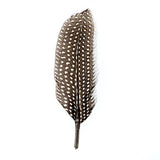 Guinea Fowl Quills 6-9" Natural 10/pk