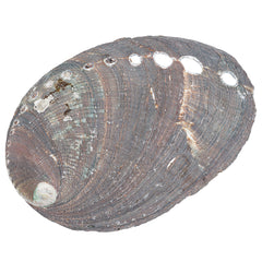 3-3 1/4" Abalone Shell