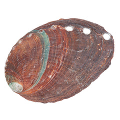 3-3 1/4" Abalone Shell