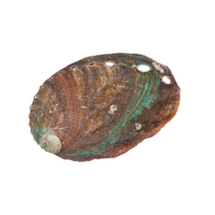 2-2 1/2" Abalone Shell