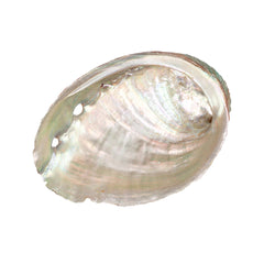 2-2 1/2" Abalone Shell