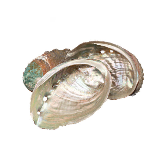 Abalone Shell (Local) 2.36+In