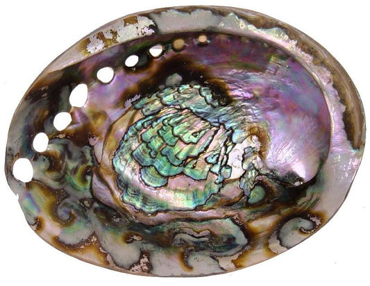 Abalone Shell (Green) 4+In