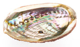 Abalone Shell (Green) 4+In