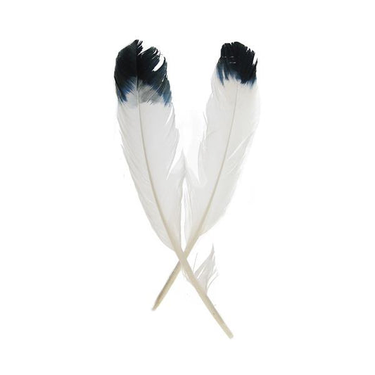 Turkey Quills 10-12" White/Black Tip 6/pk