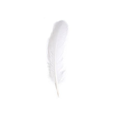 Turkey Feathers White 6/pk