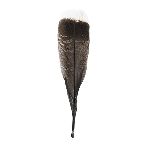 Wild Turkey Tail Feathers 10-12" Natural 5/pk