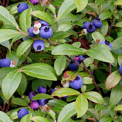#151 Blueberries Green 100% Cotton - Price Per Yard